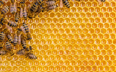 Building Collaborative Organizations